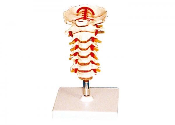 Quality Vertebral Vertebra with stander  Human Anatomy Model  for nursing school for sale