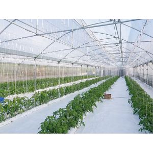 Agricultural Commercial Multi Span Greenhouse For Arrow Drip Type Hydroponic Systems