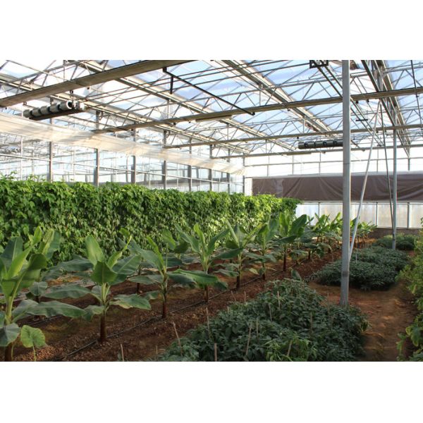 Agriculture Light Deprivation Blackout Greenhouse Good Thermal Insulation For Mushroom