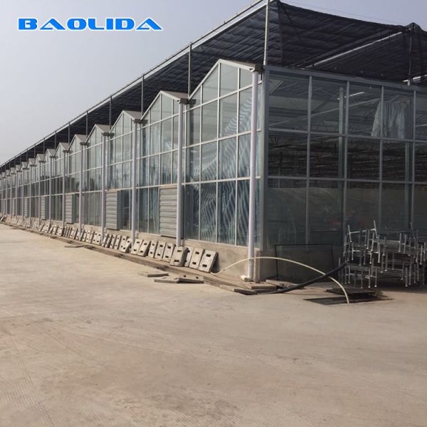 Solar Polycarbonate Sheet Greenhouse / Agricultural PC Sheet Greenhouse