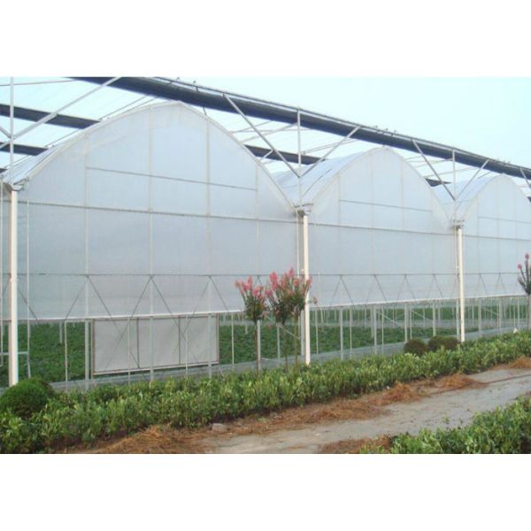 80m - 150m Plastic Film Greenhouse , Multi Span Greenhouse For Planter