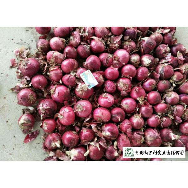 Juicy Sweet Red Onion 10 Kg / Bag Packing White Flesh For Cooking