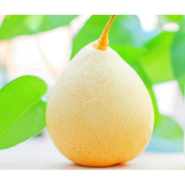 Clarified aseptic Pear Juice Concentrate, 70 +/- 1 brix, packed in aseptic bag / steel drum