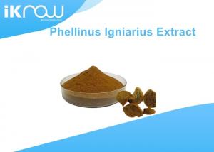  Organic Phellinus Igniarius Extract / 100% Pure Polysaccharides Powder Manufactures