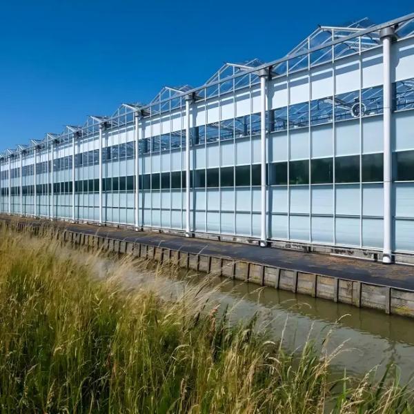 Sturdy Structure Double Glass Greenhouse Venlo Type High Light Transmittance