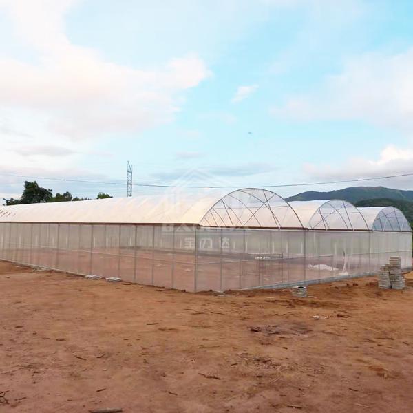 Coordinated 24x40m Ventilation Walk in Hothouse Kit Conservatory Hoophouse Freestanding Multispan Tunnel Greenhouse