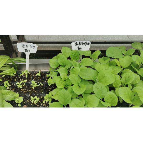 Amino Acid Oligosaccharides Peptides Fertilizer Concentrated For Fruit Vegetable Crops