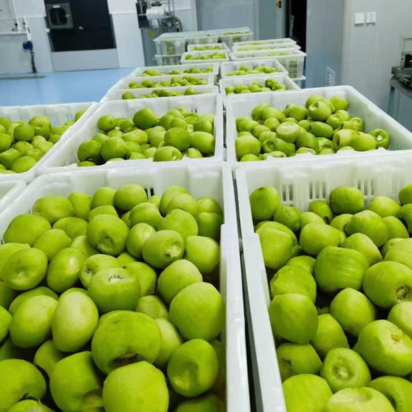 Kiwi Fruit Frozen Fruit Frozen Kiwi Ball Quality Natural