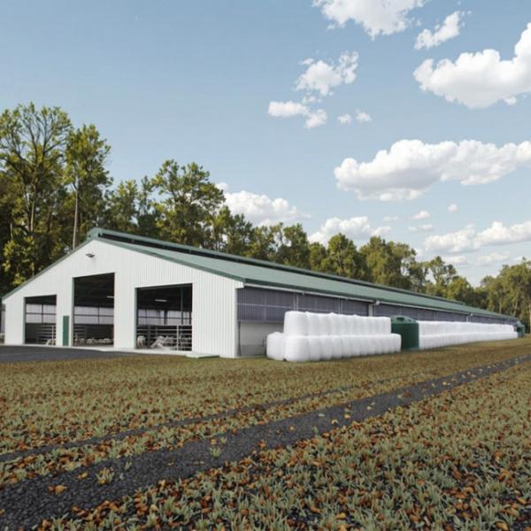 Light Steel Structure Cow Shed Barn , Prefabricated Steel Dairy Barns