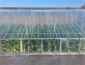  Tear Resistance Greenhouse Poly Film , 180mic 200mic Uv Sheet For Greenhouse Manufactures