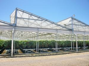  PO/PEP/HDPE Plastic Film Sawtooth Plastic Tunnel Greenhouse Manufactures
