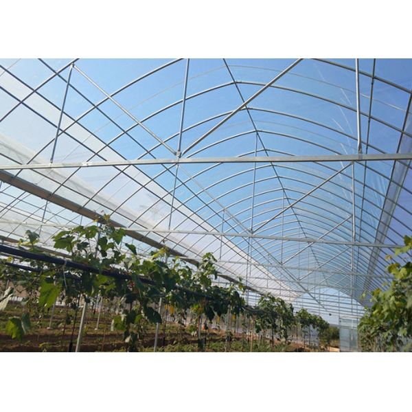 80m - 150m Plastic Film Greenhouse , Multi Span Greenhouse For Planter