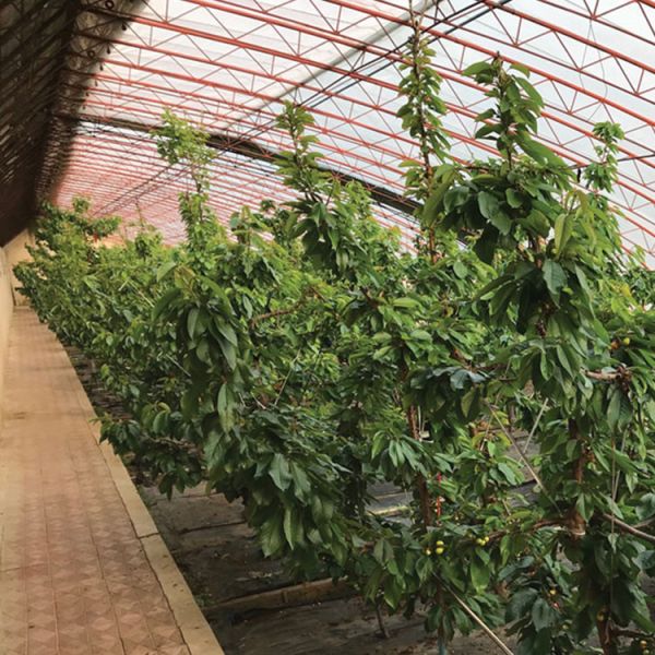 Agricultural Cold Area Passive Solar Greenhouse Traditional