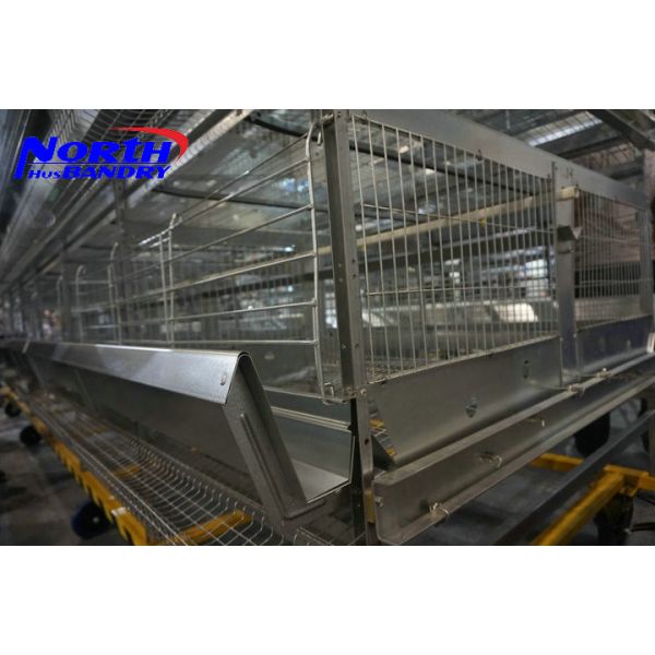 Poultry feeding System type breeder and layer cage raising equipment