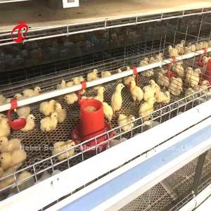  96 Birds A Type 1-12 Weeks Chick Brooder Cage In Chicken Farm Doris Manufactures