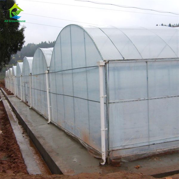 Factory manufacturer Plastic film arch galvanized steel pipe multi-span agricultural greenhouse