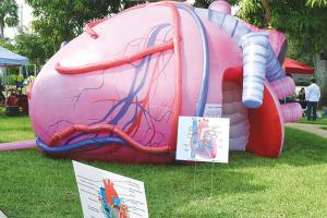  Inflatable Human Organs Giant Brain Heart Lungs For Teaching Medical Activities Display Manufactures