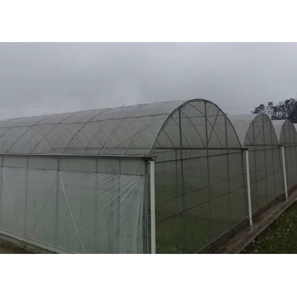 Rose Cherry Tomato Plastic Cover Greenhouse Single Span With Hydroponics System