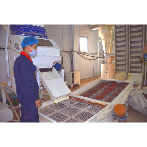 Amorberry Goji Berry/Wolfberry/Lycium Barbarum organic medlar wholesale from Ningxia factory