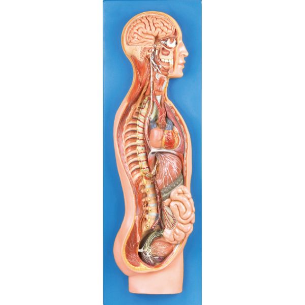 Sympathetic Nervous system Human Anatomy model for education