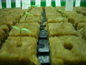 Water Absorption Hydroponic stonewool Cubes , 80kg/m3 stonewool Base