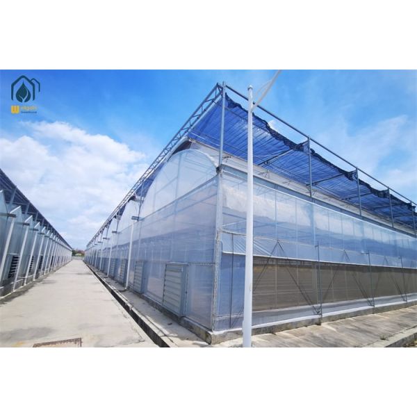 Hydroponic Tomato Lettuce Agricultural Multi Span Plastic Greenhouse