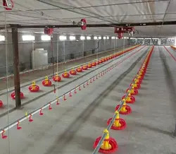 Chicken Feeding Line 50-100 Chickens/hour ±2g Accuracy for Poultry Nutrition