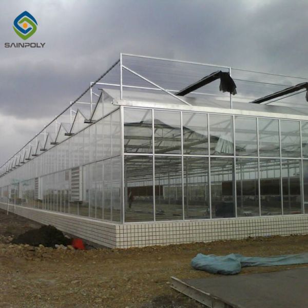 Multi Span Commercial Venlo Greenhouse Structure Tempered Glass Covered