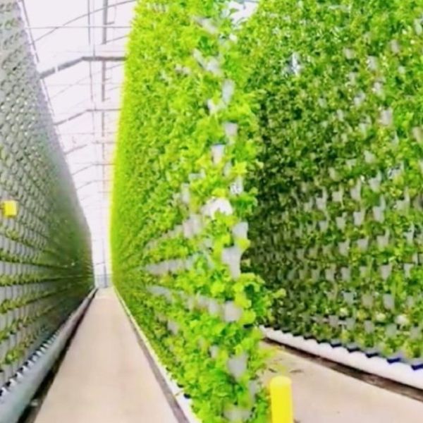 Hydroponic Seedling Facility Indoor Shading Film Greenhouse with Outdoor Shading