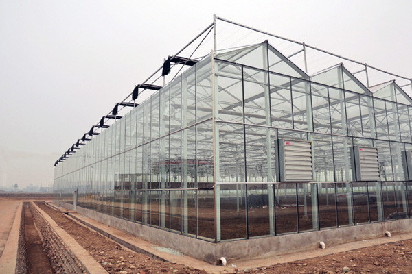Double Layer Commercial Glass Greenhouse Side Wall Height 2.5-6m With Heating System
