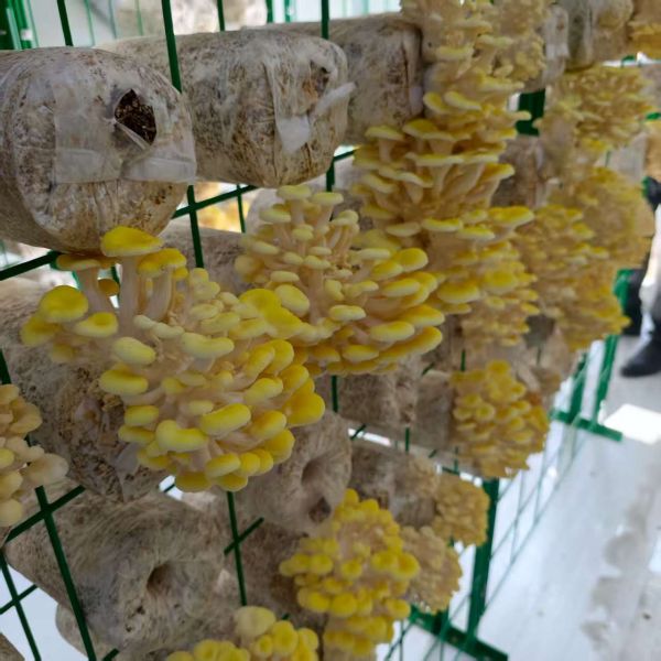 Year Round Mushroom Cultivation Container Enhancing Mushroom Production