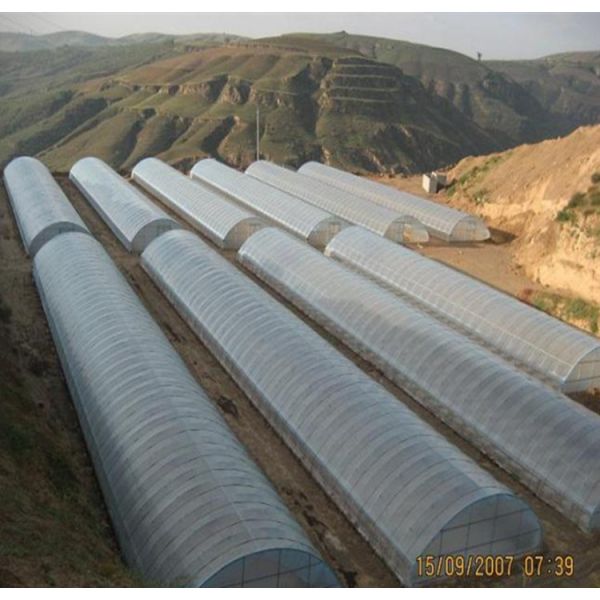 Agriculture Single Tunnel Greenhouse / Cold Frame Greenhouse Beam Mount Space 0.8-1.2M