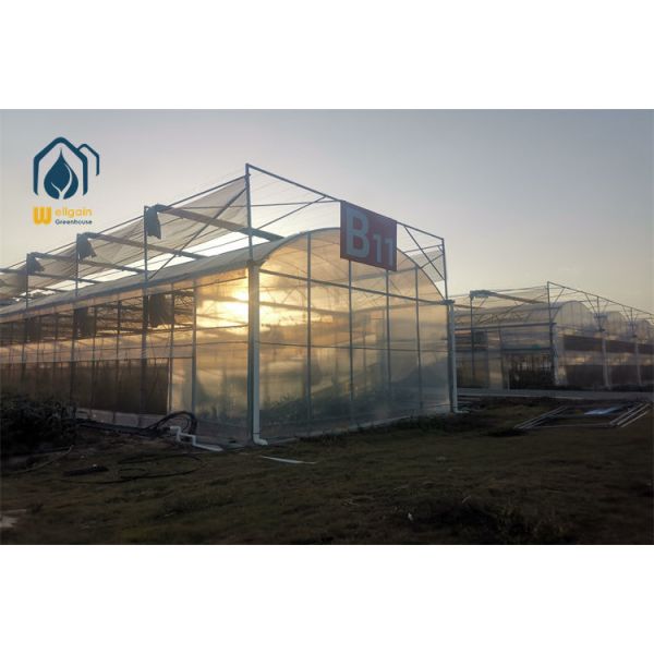 Vegetables Greenhouse Multi Span Greenhouse Watermelon Greenhouse Year Round